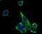 Glucagon antibody, NBP2-75507, Novus Biologicals, Immunofluorescence image 