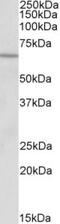 Acyl-CoA Dehydrogenase Very Long Chain antibody, TA311114, Origene, Western Blot image 