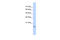 GABA Type A Receptor Associated Protein Like 1 antibody, 27-013, ProSci, Western Blot image 