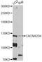 Calcium Voltage-Gated Channel Auxiliary Subunit Alpha2delta 4 antibody, LS-C747420, Lifespan Biosciences, Western Blot image 