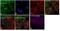 Mitogen-Activated Protein Kinase Kinase 1 antibody, 44-454G, Invitrogen Antibodies, Immunofluorescence image 