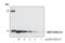 C-X-C Motif Chemokine Ligand 12 antibody, 3740S, Cell Signaling Technology, Western Blot image 