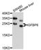 Insulin Like Growth Factor Binding Protein 6 antibody, LS-B15583, Lifespan Biosciences, Western Blot image 