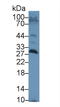 Amyloid P Component, Serum antibody, LS-C296396, Lifespan Biosciences, Western Blot image 