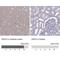 Acid Sensing Ion Channel Subunit 2 antibody, NBP2-14321, Novus Biologicals, Immunohistochemistry paraffin image 