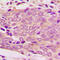 Mitochondrial Ribosomal Protein L51 antibody, abx121990, Abbexa, Western Blot image 