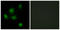 SIN3 Transcription Regulator Family Member B antibody, LS-C199574, Lifespan Biosciences, Immunofluorescence image 