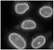 RAN Binding Protein 2 antibody, GTX00729, GeneTex, Immunofluorescence image 