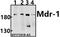 ATP Binding Cassette Subfamily B Member 1 antibody, A00049-2, Boster Biological Technology, Western Blot image 