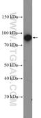 Neurotrophic Receptor Tyrosine Kinase 3 antibody, 11999-1-AP, Proteintech Group, Western Blot image 