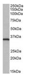 NIMA Related Kinase 7 antibody, AP22436PU-N, Origene, Western Blot image 