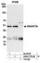 Myb/SANT DNA Binding Domain Containing 4 With Coiled-Coils antibody, A305-777A-M, Bethyl Labs, Immunoprecipitation image 