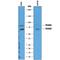 Proprotein Convertase Subtilisin/Kexin Type 9 antibody, AF3888, R&D Systems, Western Blot image 