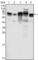 Metadherin antibody, abx011143, Abbexa, Western Blot image 