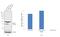 Proteasome 26S Subunit, Non-ATPase 7 antibody, PA1-1963, Invitrogen Antibodies, Western Blot image 