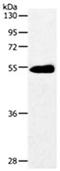 Solute Carrier Family 2 Member 3 antibody, orb107523, Biorbyt, Western Blot image 