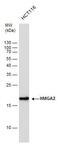 High Mobility Group AT-Hook 2 antibody, PA5-21320, Invitrogen Antibodies, Western Blot image 