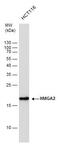 High mobility group protein HMGI-C antibody, PA5-21320, Invitrogen Antibodies, Western Blot image 