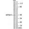 Protein Serine Kinase H1 antibody, A12819, Boster Biological Technology, Western Blot image 