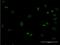Mesenchyme Homeobox 1 antibody, H00004222-M27, Novus Biologicals, Immunofluorescence image 