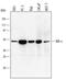 NFKB Inhibitor Epsilon antibody, MAB4300, R&D Systems, Western Blot image 