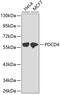 Programmed Cell Death 4 antibody, 18-641, ProSci, Western Blot image 