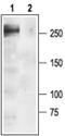 Sodium Voltage-Gated Channel Alpha Subunit 1 antibody, PA5-77721, Invitrogen Antibodies, Western Blot image 