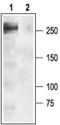 Sodium channel protein type 1 subunit alpha antibody, PA5-77721, Invitrogen Antibodies, Western Blot image 