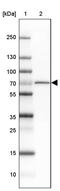 Glucose 1,6-bisphosphate synthase antibody, PA5-63382, Invitrogen Antibodies, Western Blot image 