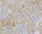 NADH:Ubiquinone Oxidoreductase Subunit S4 antibody, NBP2-76885, Novus Biologicals, Immunohistochemistry frozen image 