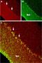 Transient Receptor Potential Cation Channel Subfamily C Member 6 antibody, PA5-77308, Invitrogen Antibodies, Immunohistochemistry paraffin image 