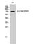 Proto-oncogene c-Rel antibody, STJ91012, St John