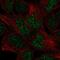 Engrailed Homeobox 2 antibody, NBP2-58278, Novus Biologicals, Immunofluorescence image 