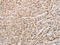 BCL2 Interacting Protein 3 antibody, CSB-PA093779, Cusabio, Immunohistochemistry frozen image 