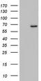 Zinc Finger Protein 286A antibody, LS-C799802, Lifespan Biosciences, Western Blot image 