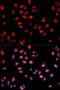 Jun Proto-Oncogene, AP-1 Transcription Factor Subunit antibody, orb129563, Biorbyt, Immunofluorescence image 
