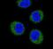 FGR Proto-Oncogene, Src Family Tyrosine Kinase antibody, PA5-14778, Invitrogen Antibodies, Immunofluorescence image 