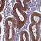 Coiled-Coil Domain Containing 84 antibody, NBP2-14456, Novus Biologicals, Immunohistochemistry frozen image 