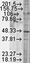 Glycogen Synthase Kinase 3 Beta antibody, orb67544, Biorbyt, Western Blot image 