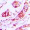 Cytochrome B561 Family Member D2 antibody, orb215036, Biorbyt, Immunohistochemistry paraffin image 