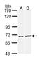 Apoptosis Inducing Factor Mitochondria Associated 1 antibody, GTX113306, GeneTex, Western Blot image 
