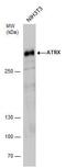 ATRX Chromatin Remodeler antibody, PA5-21348, Invitrogen Antibodies, Western Blot image 