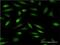 Zinc Finger Protein 274 antibody, H00010782-M02, Novus Biologicals, Immunofluorescence image 