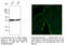 Beta-Actin antibody, AB0145-200, SICGEN, Western Blot image 