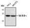 Tyrosine 3-Monooxygenase/Tryptophan 5-Monooxygenase Activation Protein Theta antibody, PA5-17426, Invitrogen Antibodies, Western Blot image 