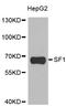 Mammalian branch point-binding protein antibody, A6424, ABclonal Technology, Western Blot image 