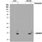 GABA Type A Receptor-Associated Protein antibody, MAB8574, R&D Systems, Western Blot image 