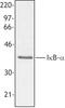 NFKB Inhibitor Alpha antibody, LS-B1640, Lifespan Biosciences, Western Blot image 