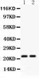 CD3 antibody, PB9093, Boster Biological Technology, Western Blot image 