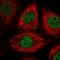 NU antibody, HPA043891, Atlas Antibodies, Immunofluorescence image 